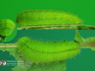 Heliophorus ila nolus