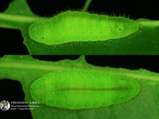 Heliophorus ila nolus