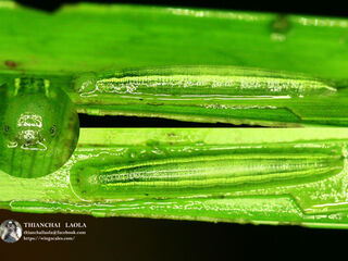 Mandarinia regalis baronesa