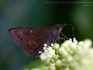 Hyarotis microstictum microstictum