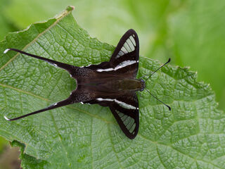 Lamproptera curius curius