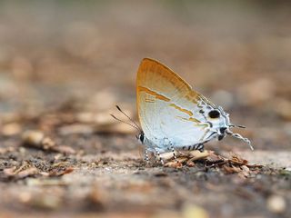 Hypolycaena merguia merguia