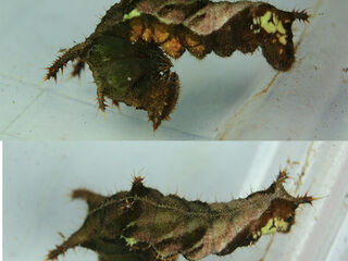 Neptis hylas kamarupa