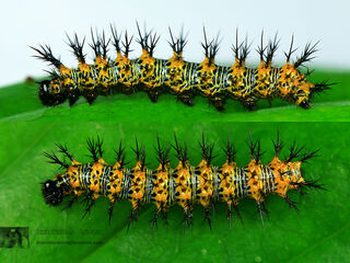 Nymphalis canace canace