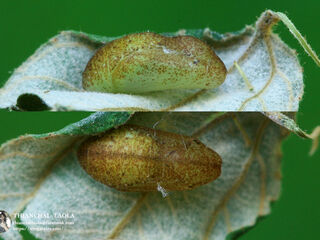 Castalius rosimon rosimon