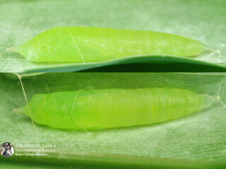 Ancistroides paralysos asawa