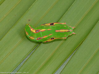 Elymnias panthera lutescens