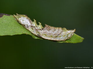 Suasa lisides suessa