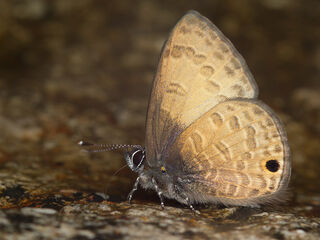 Prosotas gracilis ni