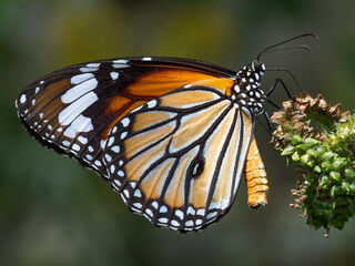 Danaus genutia genutia