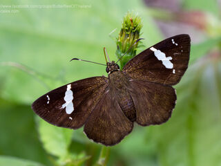 Celaenorrhinus nigricans nigricans