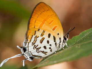 Drupadia ravindra boisduvalii