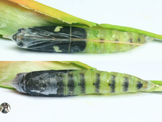 Ancistroides paralysos asawa