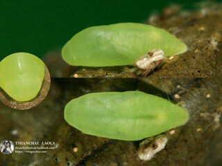 Arhopala paraganesa zephyretta