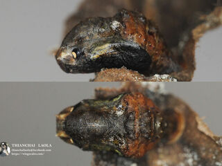 Tajuria yajna ellisi