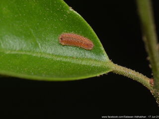 Tajuria yajna selangorana