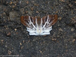 Abaratha pygela pygela