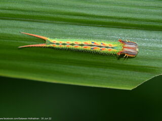 Elymnias dara darina