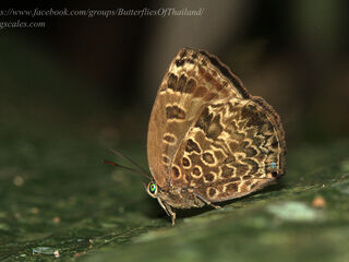Arhopala alaconia media