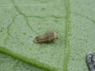 Lamproptera curius curius