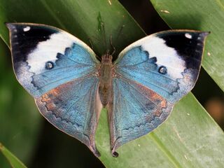 Kallima inachus alboinachus