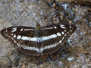 Limenitis asura asura