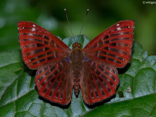 Zemeros flegyas albipunctatus