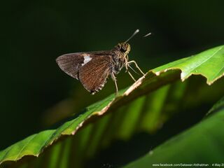 Oerane microthyrus neaera