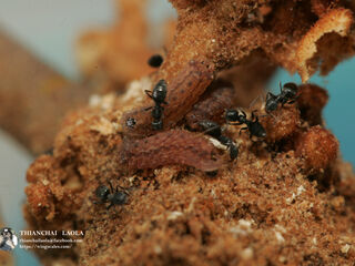 Charana mandarina mandarina