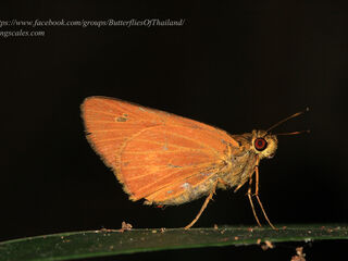 Xanthoneura corissa indrasana