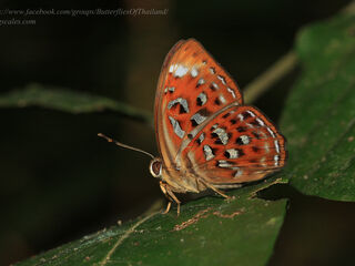 Taxila haquinus haquinus