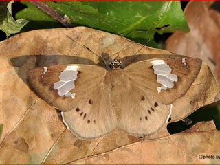 Coladenia buchananii buchananii