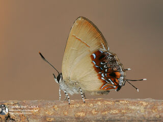 Semanga superba siamensis