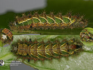 Rapala pheretima petosiris