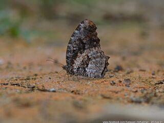 Elymnias nesaea lioneli