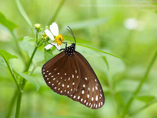 Euploea camaralzeman malayica