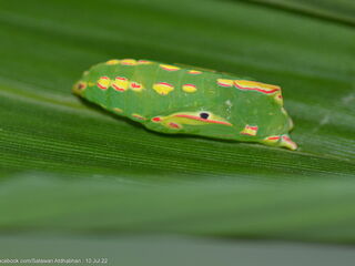 Elymnias dara darina