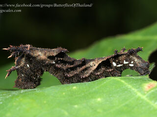 Neptis harita preeyai