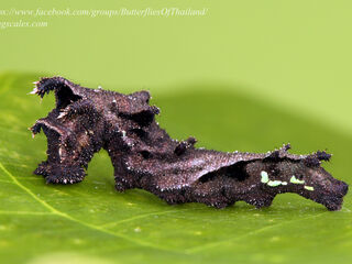 Neptis omeroda omeroda