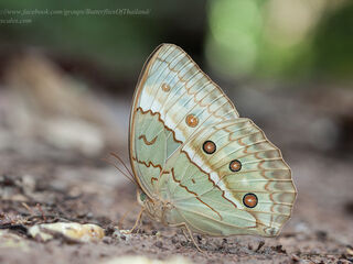 Stichophthalma cambodia