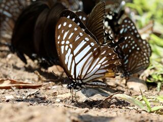 Graphium xenocles kephisos