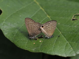 Nacaduba beroe gythion