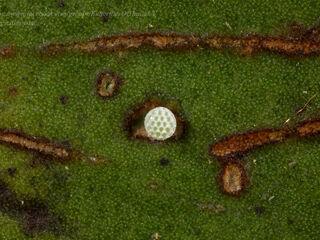 Rachana jalindra indra