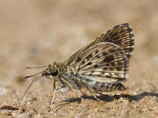 Halpemorpha albipectus