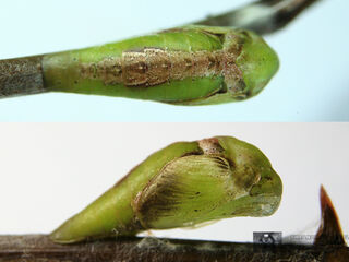 Loxura atymnus fuconius