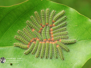 Simiskina phalia potina