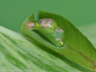 Tajuria deudorix ingeni