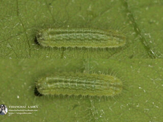 Luthrodes pandava pandava