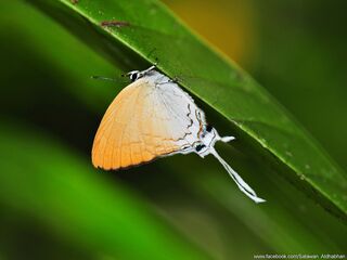 Ticherra acte liviana