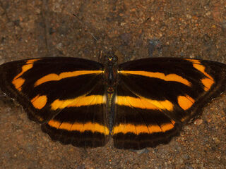 Neptis ananta learmondi